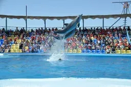 Dolphin Show — 5