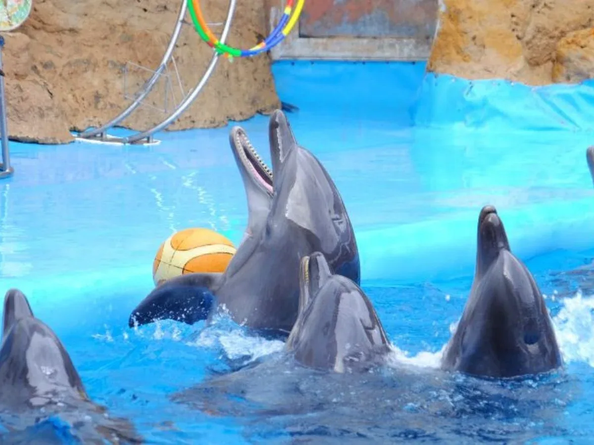 Swim with Dolphins — 2