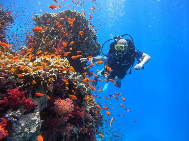 Maldive del Sinai – Isola Bianca e Ras Mohammed — 9