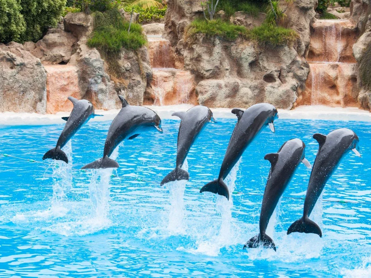 Dolphin Show — 7